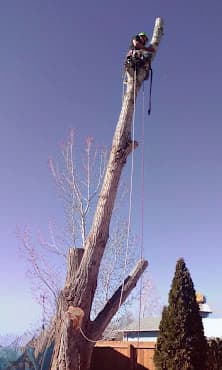 Bucket truck positioned for aerial tree work