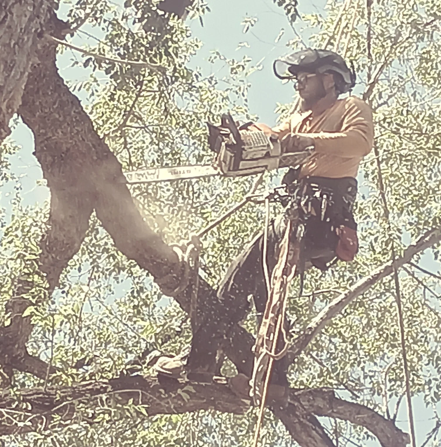 Certified arborist making a careful pruning cut