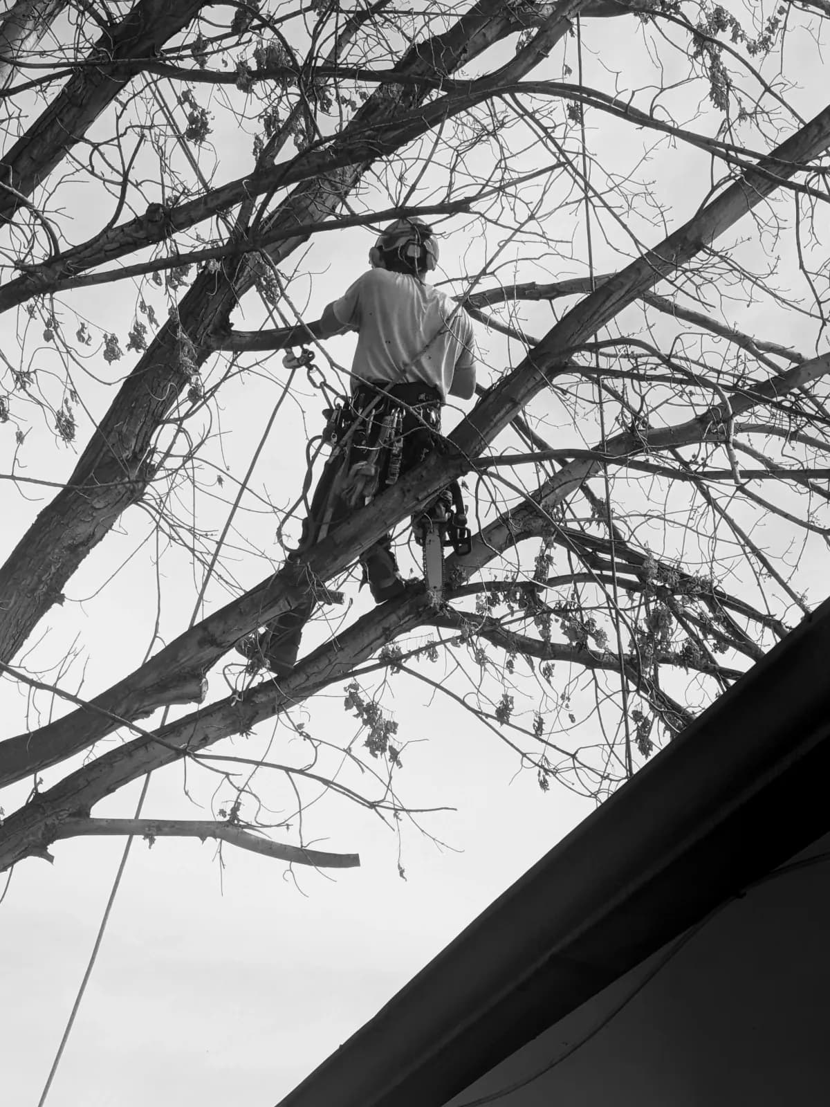 Arborist inspecting a large tree with visible trunk damage