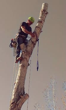 Storm-damaged tree with a large broken limb over a yard