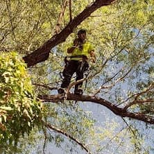 Professional tree climber working carefully in a tree canopy