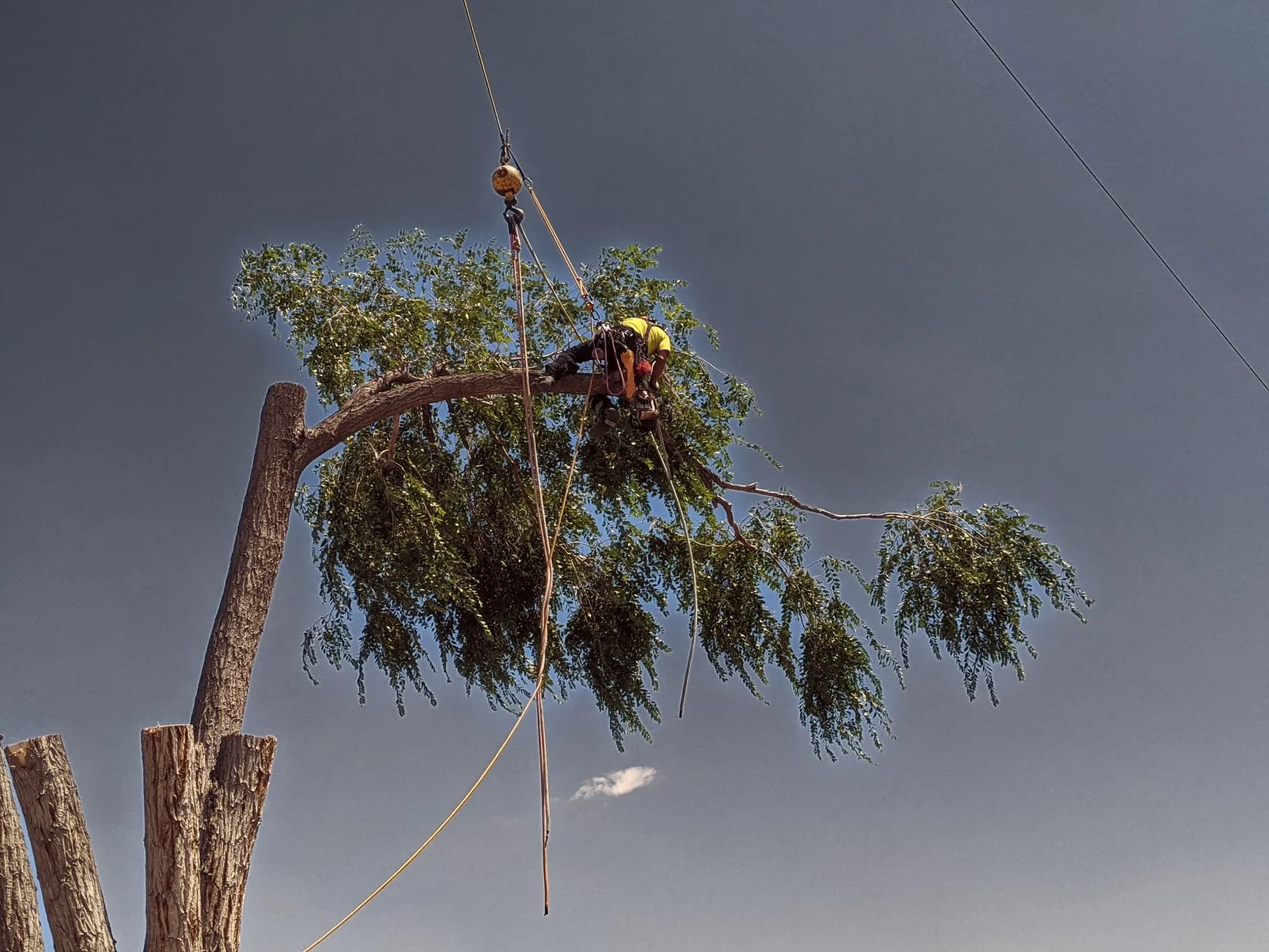 Tree climber rigging down sections of a large tree beside a structure