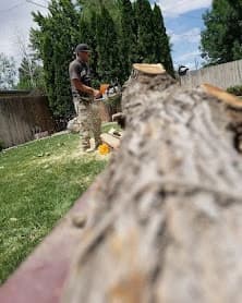 Close-up of a tree trunk being cut near ground level